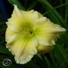 Hemerocallis Tequila and Lime